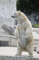 Eisbär