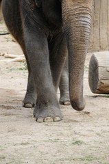 Obraz premium Elefant