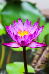 Purple lotus in water