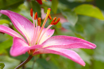 pink lily