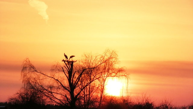 Silhouette of a white storks in the nest