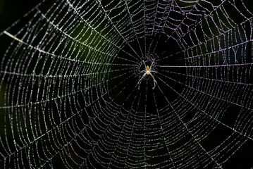 Spiderweb