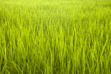Paddy field