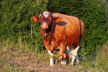 Cow in meadow