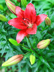 Open red lily with drop of rain