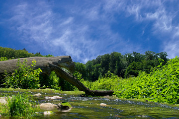 Fototapeta na wymiar Przewrócone drzewo w potoku