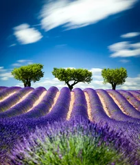 Tuinposter Lavendel Provence Frankrijk / lavendelveld in Provence, Frankrijk © Beboy