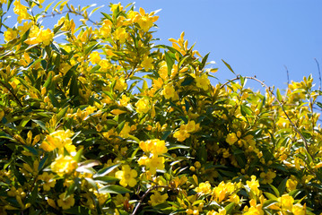 Carolina Jasmine