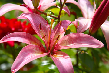 pink lily © Swetlana Wall