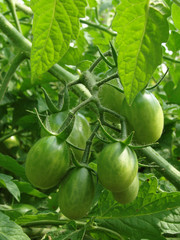 bunch of green tomatoes