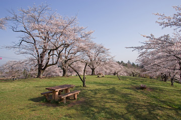 桜咲く公園