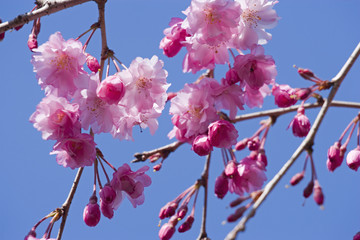 八重桜