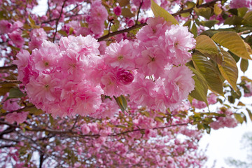 八重桜