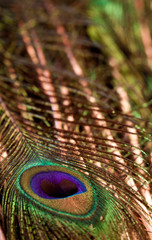 peacock feathers