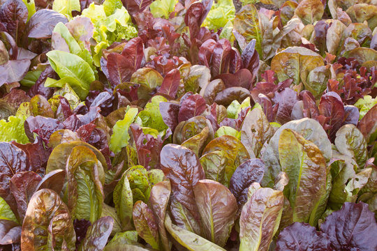 lettuce garden
