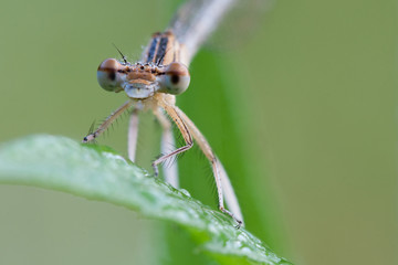 Blaue Federlibelle