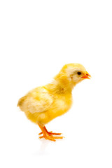 Kücken