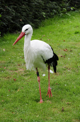 Storch