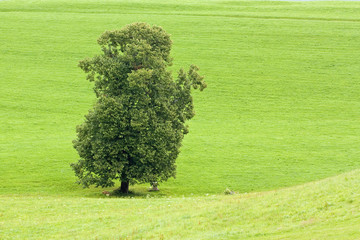 Fototapeta na wymiar drzewo