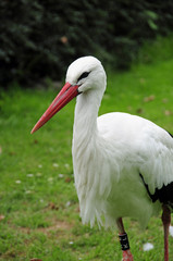 Storch