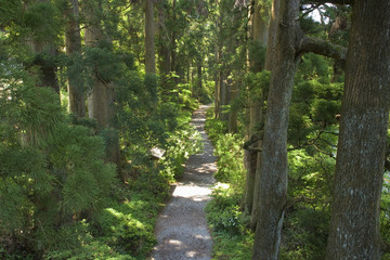 箱根旧街道杉並木