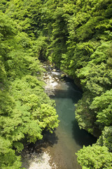 Fototapeta na wymiar 箱根の渓谷