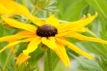 Yellow Rudbeckia hirta in flower garden