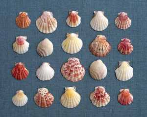 variety of sea Shells on blue fabric