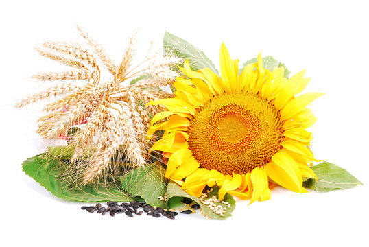 Sunflower and wheat classes, seeds