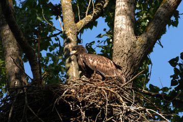 White-tailed eagle in the nest