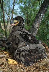 White-tailed eagle in the nest