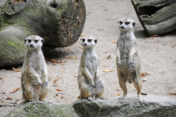 Erdmännchen