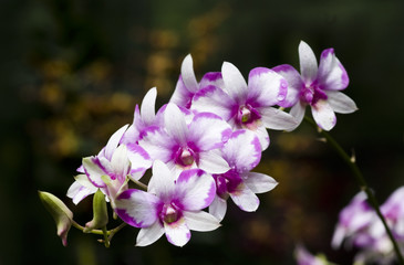 A bunch of orchids