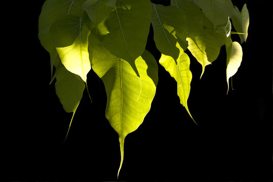 Bodhi leaves