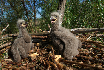 An eagle two on the nest