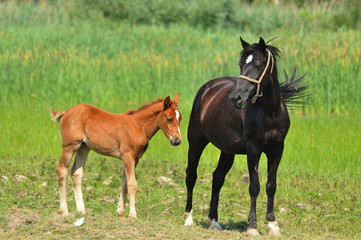 Mare with a foal in a meadow