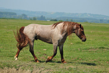 Obraz premium Beautiful stallion galloping