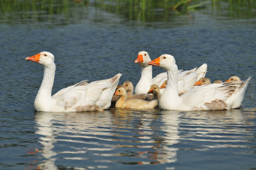 Geese with young in the watering hole
