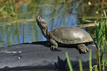 Obraz premium Turtle on the stone