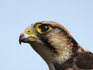 Falcon