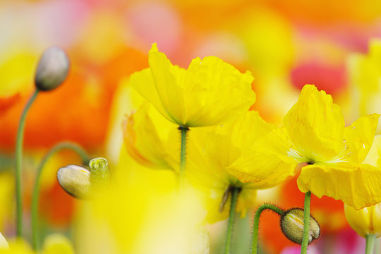 647 Best 虞美人草images Stock Photos Vectors Adobe Stock