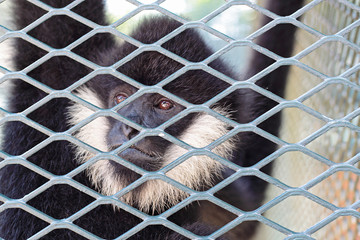 Fototapeta premium Close-up of a Hooded Capuchin Monkey contemplating life behind b