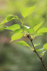 桜の葉