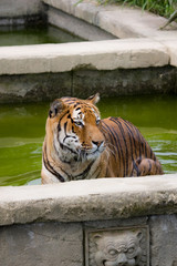 tigre in acqua