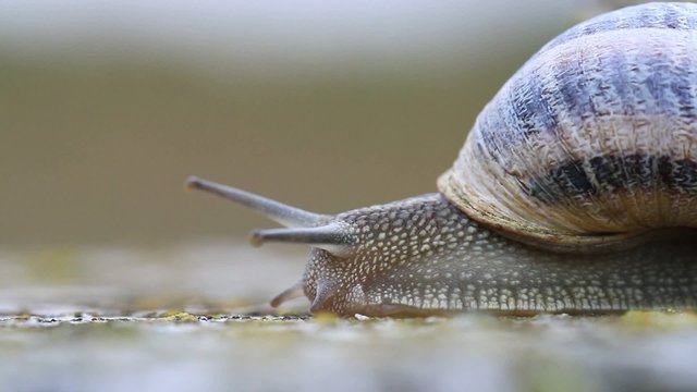 caracol4