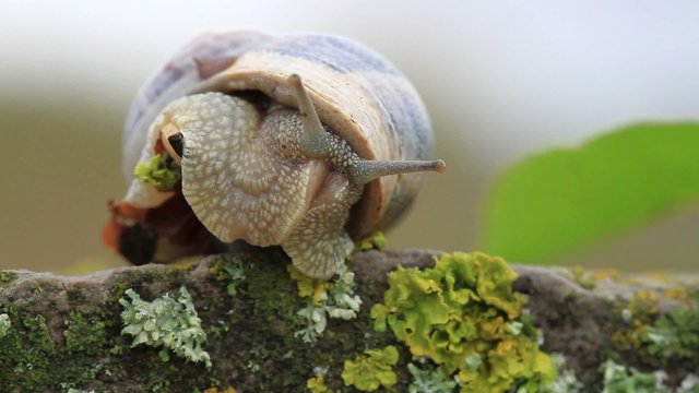 caracol2