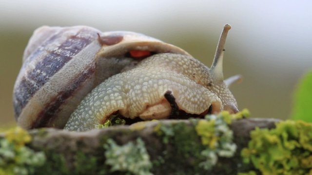 caracol1