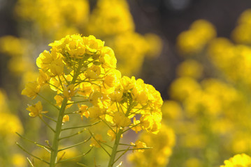 菜の花