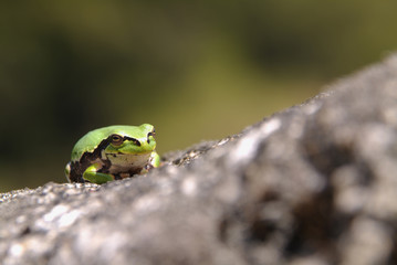 カエル