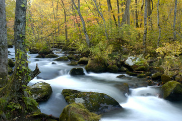 Obraz premium 奥入瀬渓流